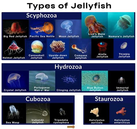 different types of box jellyfish